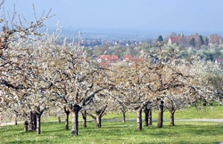 Jürge Meyer - Kirschblüte in Belsen