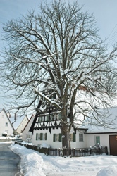 Jürgen Meyer - Belsen im Winter
